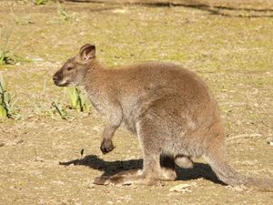 This is a dingo!