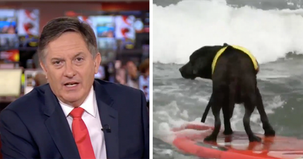 BBC News presenter fails to show necessary respect when reporting on dog surfing competition