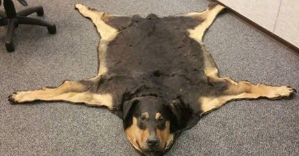 You have to see this incredible advert for a dog that was turned into a rug by its owner