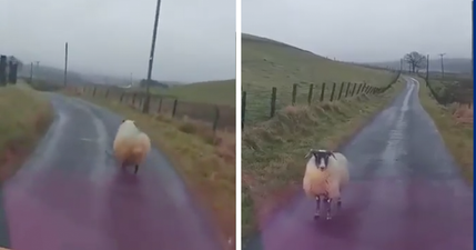 Please, enjoy this angry Scotsman swearing at a road-blocking sheep on a country road