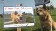 A dog is running for mayor in a Canadian city