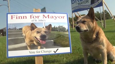 A dog is running for mayor in a Canadian city