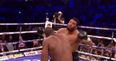 British heavyweight’s knockout victory is almost too brutal to watch