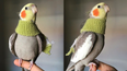 Stop whatever bullshit you’re doing and look at these pictures of a bird wearing a scarf