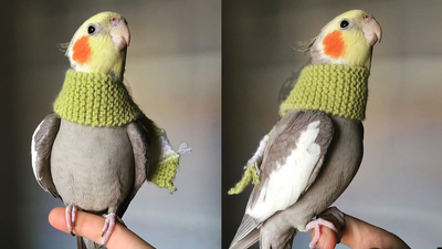 Stop whatever bullshit you’re doing and look at these pictures of a bird wearing a scarf