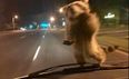 Heroic raccoon jumps on moving police car and hitches a ride