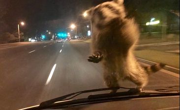 Heroic raccoon jumps on moving police car and hitches a ride