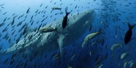 The first trailer for Blue Planet II has arrived and it’s absolutely breathtaking