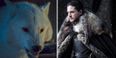 The huge budgets for Game of Thrones Season 8 should see the return of Ghost