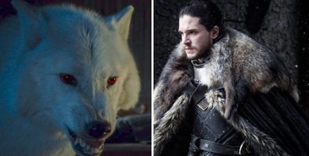The huge budgets for Game of Thrones Season 8 should see the return of Ghost