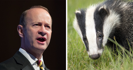 Ukip’s new leader reckons he “could kill a badger with his bare hands”