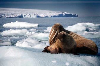 The first episode of Blue Planet II was just too much