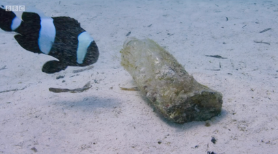 The Blue Planet team picked up every bit of plastic they came across while making the show