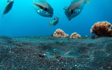 Blue Planet II introduced everyone to a new underwater nightmare