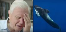 Blue Planet II absolutely broke the nation’s heart with one harrowing but important scene