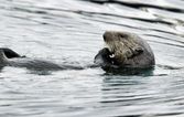 Everybody fell in love with the insanely adorable Sea Otters on Blue Planet II