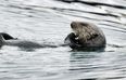 Everybody fell in love with the insanely adorable Sea Otters on Blue Planet II