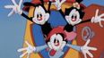 The Animaniacs are officially coming back