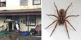 Man sets fire to his own apartment while trying to kill ‘huge spider’