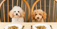 Study reveals certain dog foods which are dangerous for owners and dogs