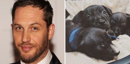 Tom Hardy has helped these abandoned puppies find a new home