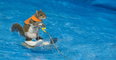 Excuse me, there is a water-skiing squirrel in Toronto and her name is Twiggy