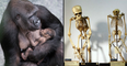 Renowned scientist says human-chimpanzee hybrid has been born in experiment