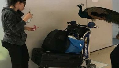 Woman told that she can’t take her ’emotional support peacock’ on a flight