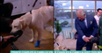 Prince Charles restores order after dog causes chaos on This Morning