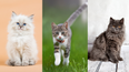 Quiz: Can you guess these cats’ names just by looking at them?