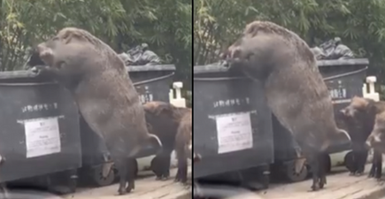 WATCH: Huge feral boar rummage through garbage in shocking video