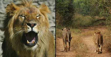 Big cat poacher ‘mauled to death and eaten’ by lions he was hunting