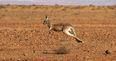 Kangaroo breaks hunter’s jaw as he was trying to kill the animals for food