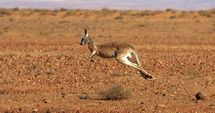 Kangaroo breaks hunter’s jaw as he was trying to kill the animals for food