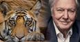 David Attenborough has a new nature show on the BBC and it’s coming this year