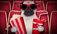 Various cinemas around the UK are hosting dog-friendly film screenings