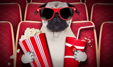 Various cinemas around the UK are hosting dog-friendly film screenings