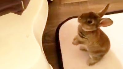 Just a video of a cute rabbit trying to jump into the bath with his owner