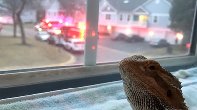 We need to talk about this extremely guilty-looking lizard