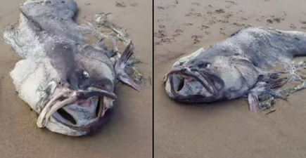 Huge ‘monster’ sea creature washes up on beach