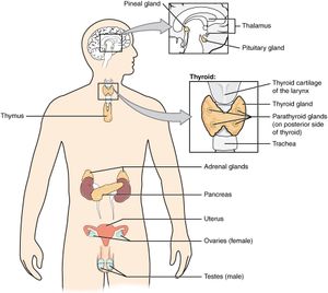 A system of glands in our body that secrete hormones