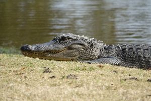 American alligator