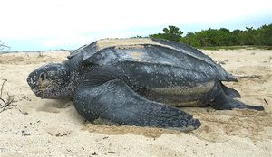 Leatherback turtle