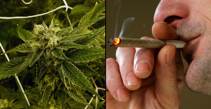 Cannabis found to help alcohol and cocaine addicts overcome cravings