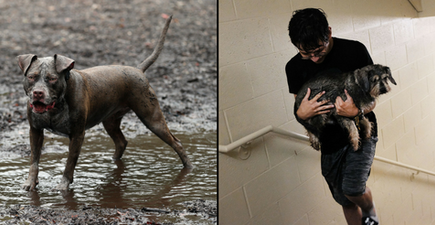 Dog owners warned to keep pets away from mud due to deadly disease