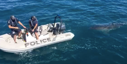 Great white shark interrupts police operation in Australia