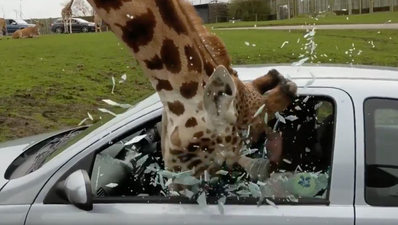 WATCH: Car window shatters on giraffe’s head during safari park incident