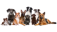 QUIZ: Guess the dog breed from a single picture