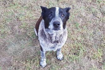 Partially deaf and blind dog leads rescuers to his missing three-year-old owner