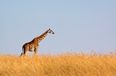 Award-winning filmmaker dies after being attacked by giraffe on set